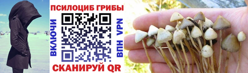 как найти   Советский  Псилоцибиновые грибы Psilocybe 